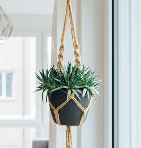 hanging-plant